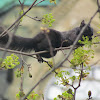 Black Squirrel