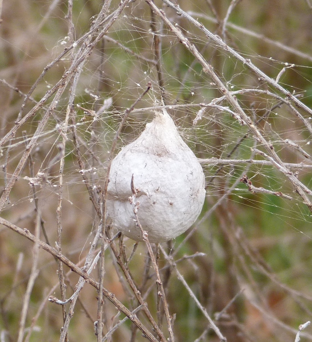 Nursery web spider egg sac