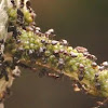 ants, aphids