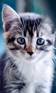 Download Baby Cat live wallpaper APK