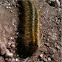 Pine Processionary Larvae (Thaumetopoea pityocampa)