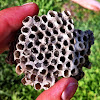 Bit of a Paper wasp nest