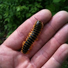 Flat Millipede