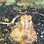 American Toad