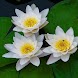 Pretty Lotus Flowers Pics i