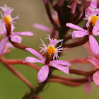 Epidendrum orchid