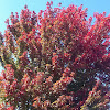 Red Maple Tree