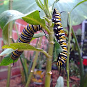 Monarch Caterpillars