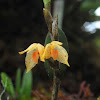 Semitransparent Bulbophyllum