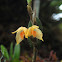 Semitransparent Bulbophyllum