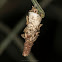 Bagworm Moth Case