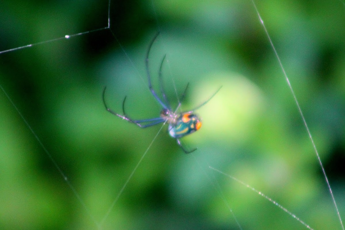Venusta Orchard Weaver Spider