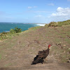 Bush turkey