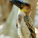 Rufous Hornbill 