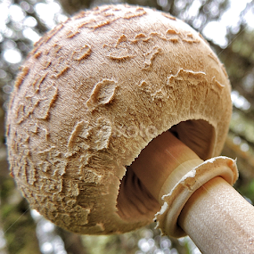 MushRoom by Edson Leguth - Nature Up Close Mushrooms & Fungi