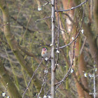 European Goldfinch