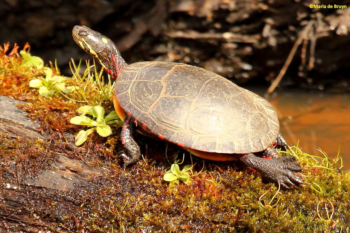 Eastern Painted Turtle