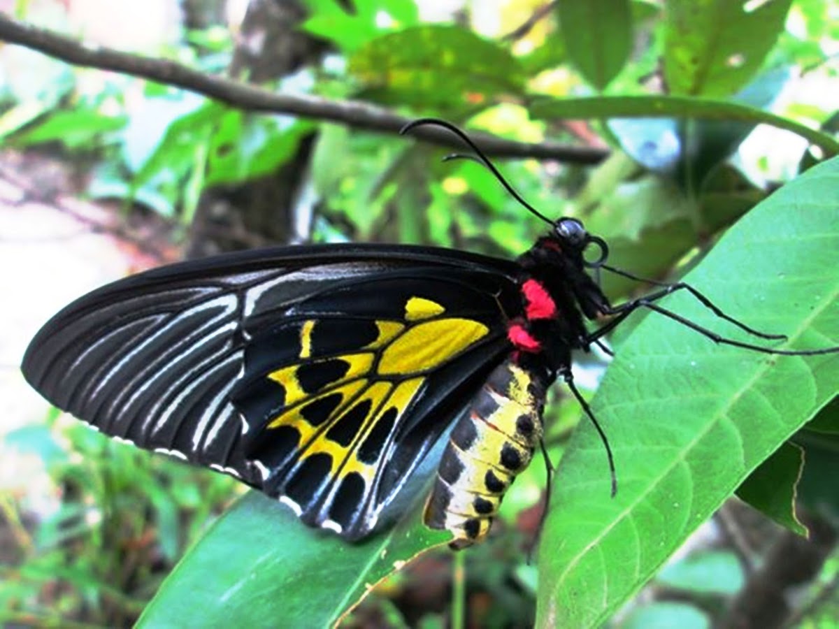 Sahyadri Birdwing or Southern Birdwing female