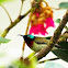 Fork-tailed Sunbird (叉尾太陽鳥)