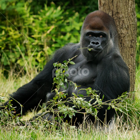 Gorilla by Nikki Wilson - Animals Other Mammals