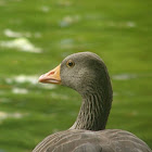 Greylag Goose