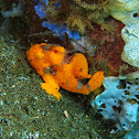 Warty Frogfish (orange)