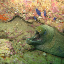 Panamic green moray
