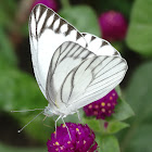 Striped Albatross (male)