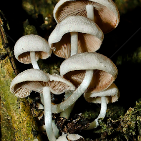 by Ronald Wahyudi - Nature Up Close Mushrooms & Fungi