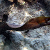 Viper Moray Eel