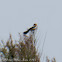 Woodchat Shrike; Alcaudón Común