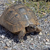 Marginated tortoise