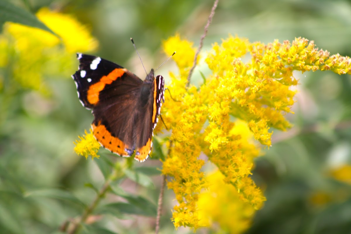 Red Admiral -