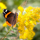 Red Admiral -