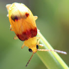Red-shouldered Leaf Beetle
