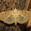 Herpetogramma Moth