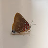 Mariposa alas de telaraña brasas