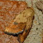 Spotted straw moth