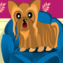 Dog Breeder Contest mobile app icon