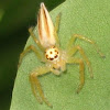 Two striped Jumping Spider (Female)