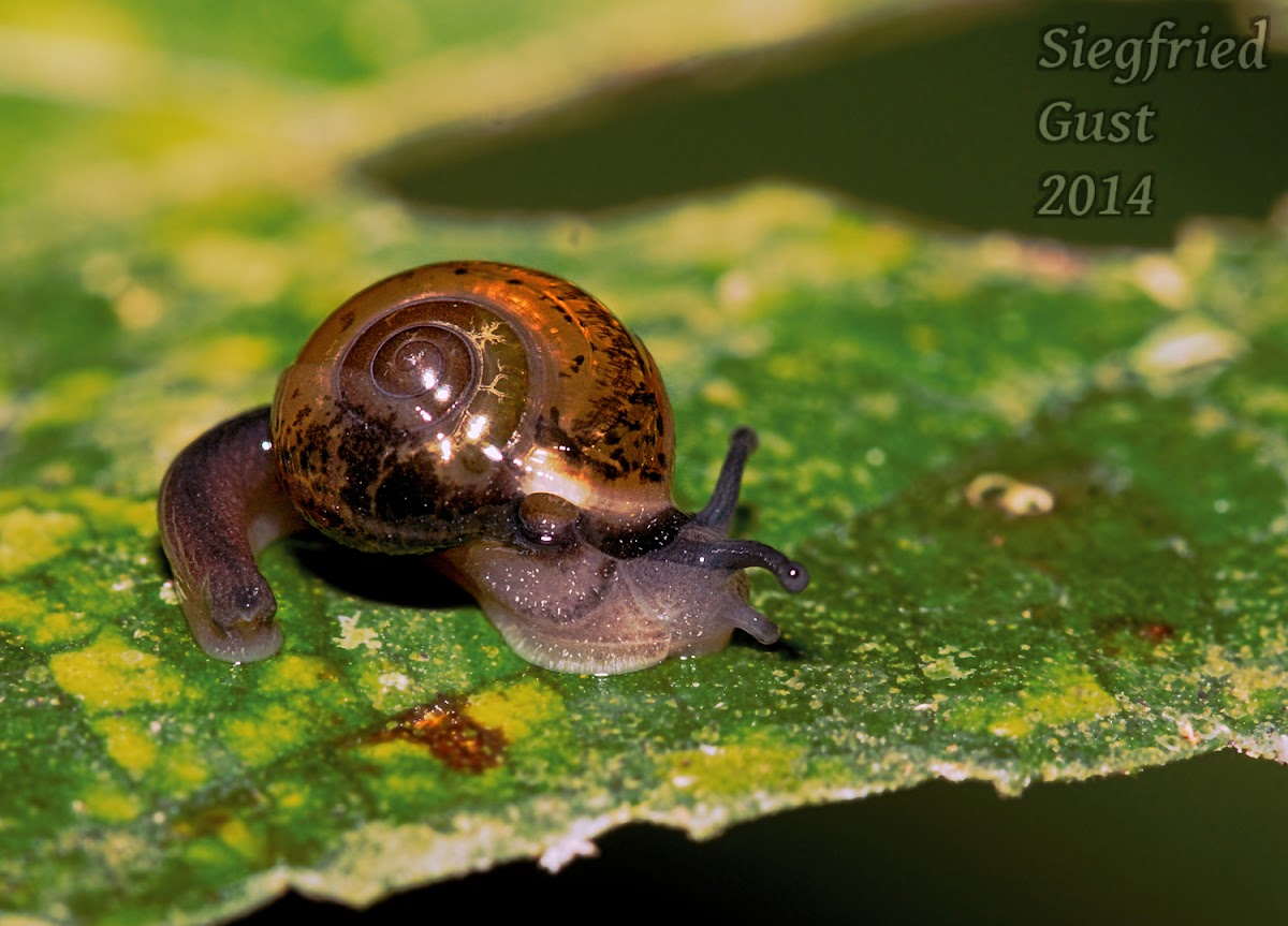 Tropical Forest Snail