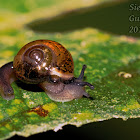 Tropical Forest Snail