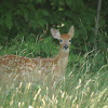 White tailed Deer  Fawn