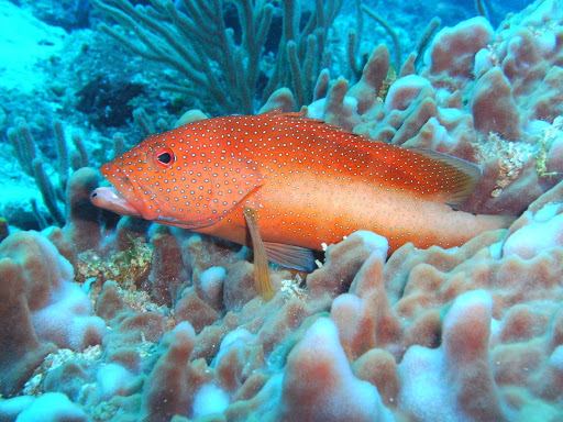 bright-orange-fish-Cozumel - A bashful orange fish peeks out of a reef off the coast of Cozumel.