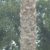 Gila Woodpecker