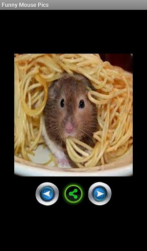 Funny mouse pictures