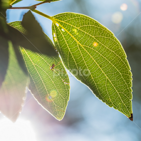 Flared leaves by Danie Grundling - Nature Up Close Leaves & Grasses