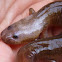 Spring Salamander(larva)