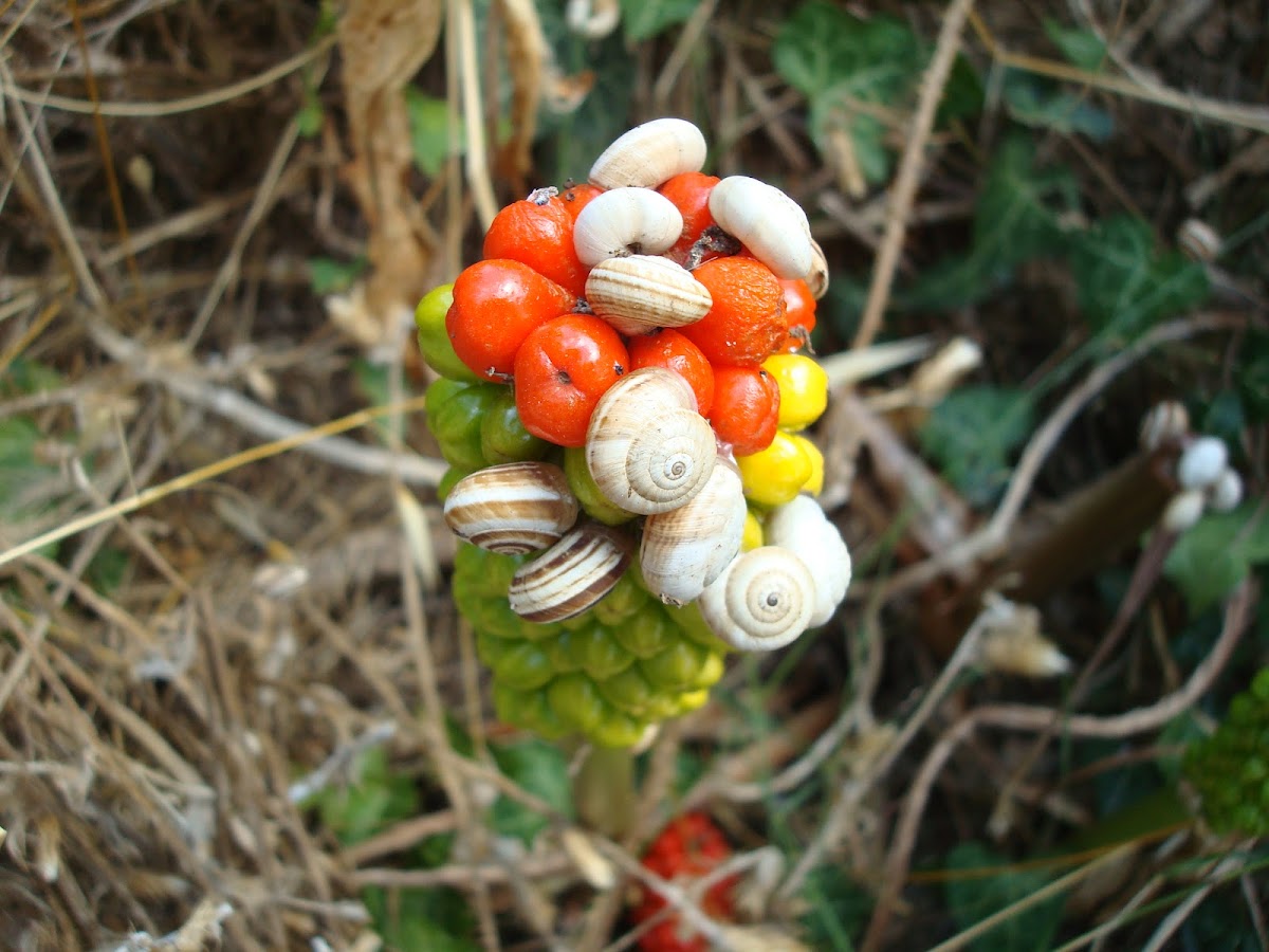 Vineyard snail / Vrtni puž