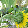 Black-hooded Parakeet